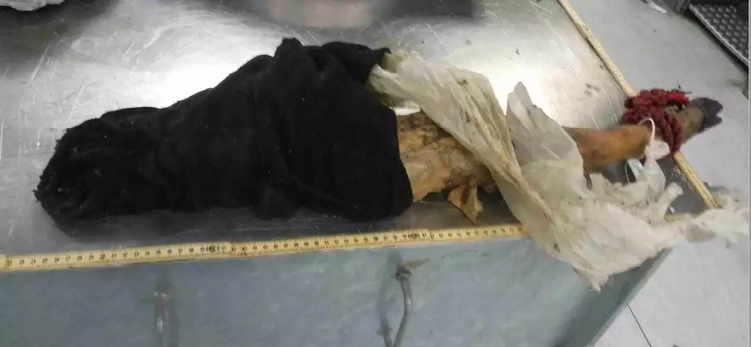 restes de nourriture &agrave; jeter aux ordures m&eacute;nag&egrave;res
